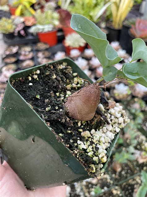 Dioscorea Elephantipes Elephants Foot Etsy