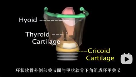 习惯生理基础喉部解剖与应用声带会厌假声带喉位舌位播音高音 哔哩哔哩