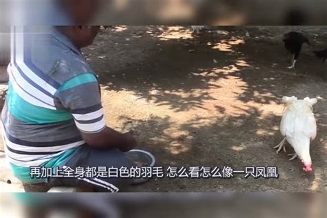 大爷捡到一只白“凤凰”，养5年没舍得吃，孙子回家立马不淡定了凤凰大爷孙子