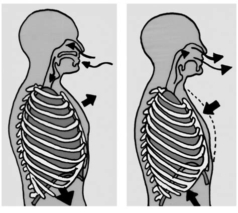 Movimento Do Esterno E Das Costelas Articuladas Na Coluna Vertebral