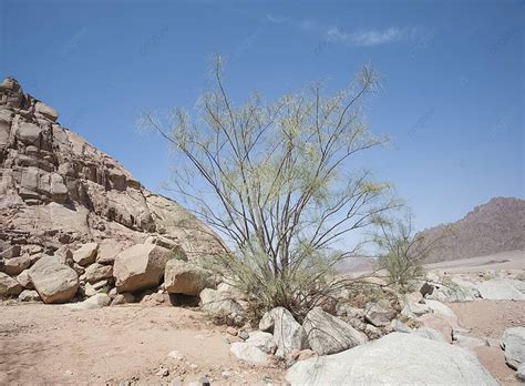 Desert Ironwood Tree Growing Between Rocks Desert Ironwood Harsh ...