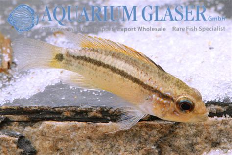 Apistogramma Eremnopyge Aquarium Glaser Gmbh