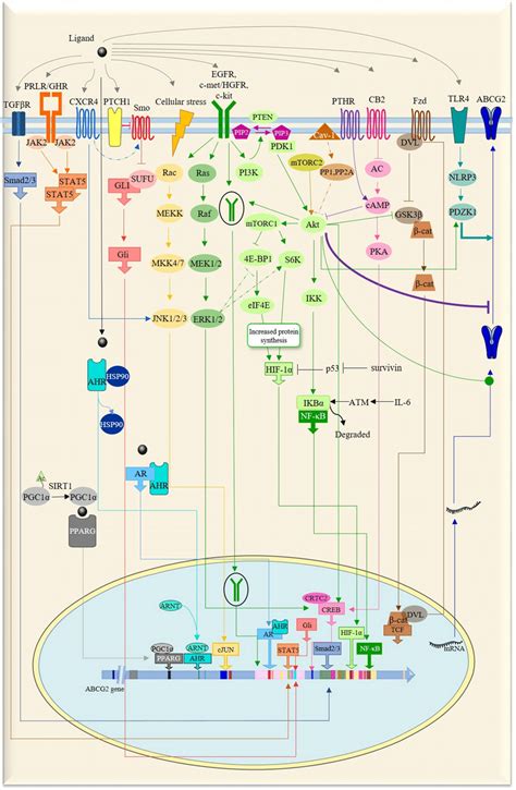 Network Of Signaling Pathways In Abcg Regulation The Different