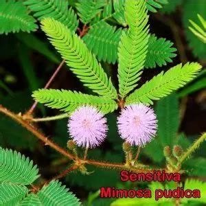 Funci N De Relaci N En Las Plantas Tropismos Y Nastias Ejemplos