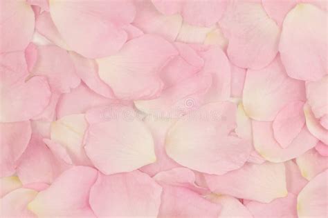 Pink Flower Petals Background Stock Image - Image of flower, petals: 40867957