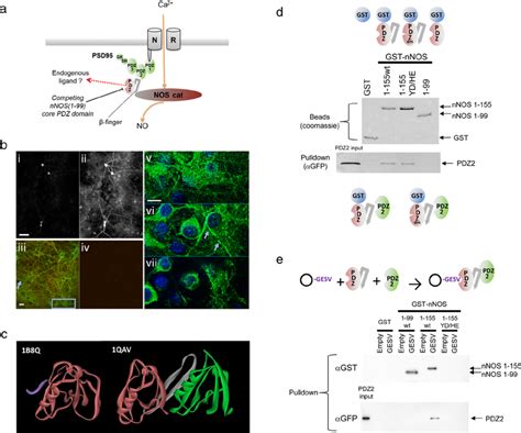 The Extended Pdz Domain Of Nnos Forms A Ternary Complex With Peptide