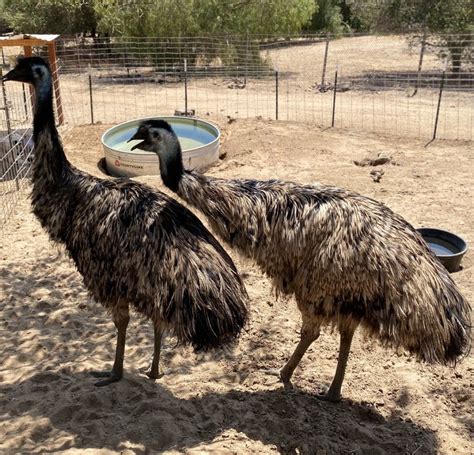 Emu breeding pair , Greater Rheas , Ostriches for Sale