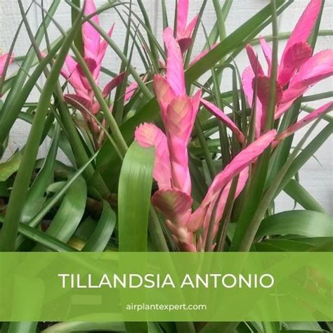 How To Get Air Plants To Bloom Flowering Tillandsia Air Plant Expert