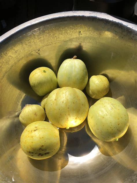 Today’s lemon cucumber harvest! : r/vegetablegardening