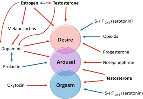 When Testosterone Doesnt Lead To Better Erections Or Sex Drive Excel Male TRT Forum