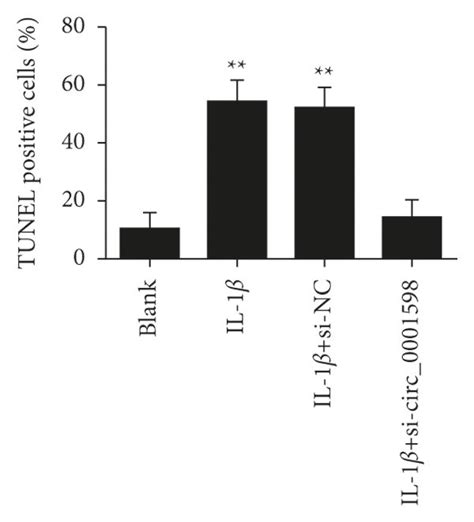 Effects of circ 0001598 on proliferation and apoptosis in IL 1β induced