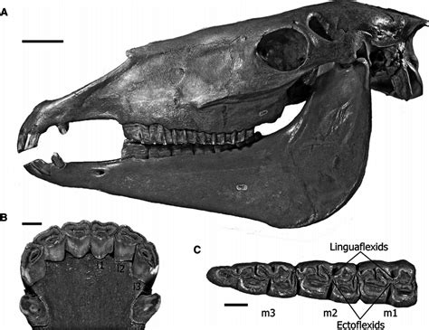 A Holotype Skull And Mandible Of Equus Laurentius Hay 1913 Kumnh