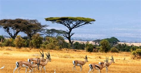 African Gazelle Animals Wallpapers HD / Desktop and Mobile Backgrounds