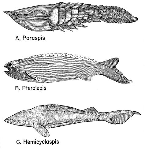 Ostracoderms are jawless, armored fish who had large bony shields on ...