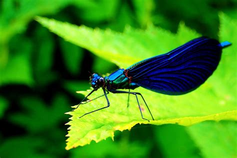 53 of the Most Colorful Insects in the World - Color Meanings