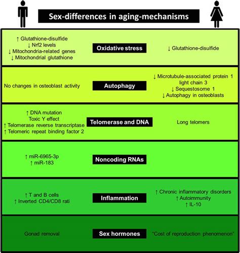 Frontiers Sex Differences In Molecular Mechanisms Of Cardiovascular Aging