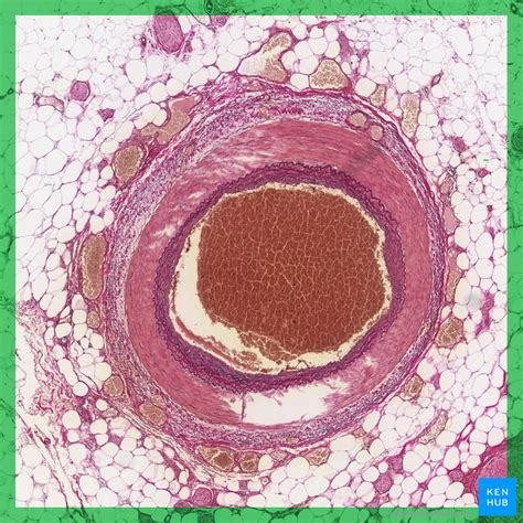 Pulmonary Artery Histology