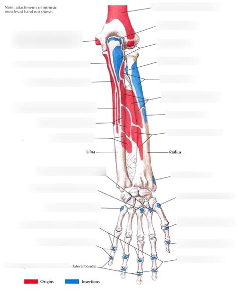 MD1011 Posterior Forearm Attachments Diagram Quizlet