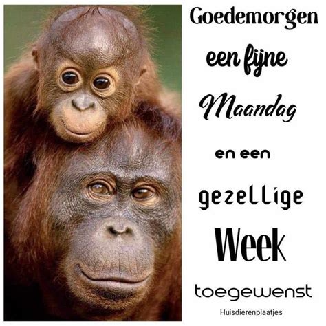 Pin Van Linda Op Goeiemorgen Maandag Nieuwe Week Maandag Goedemorgen