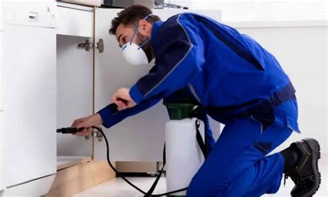 Effective Ant Removal: A Comprehensive Guide - Hunter Games Magazine