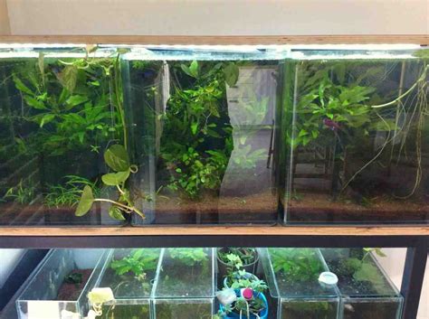 Comment Faire Un Petit Aquarium Naturel Choisir Son Aquarium