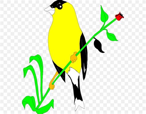 Bird American Goldfinch European Goldfinch Clip Art Png 572x640px