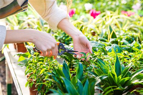 Vaste Planten Snoeien Wanneer Hoe Blog