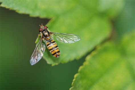 Ivotinje I Insekti Za Tita Hrvatski Zavod Za Javno Zdravstvo