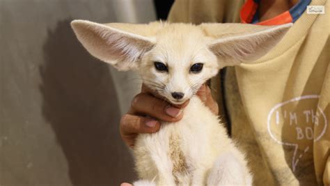 Getting A Fennec Fox Pet: Check Out The Pros & Cons!