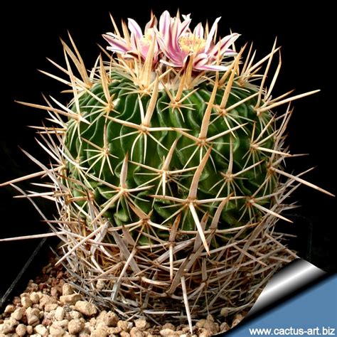 Echinofossulocactus Phyllacanthus V Macracanthus Stenocactus Macracanthus