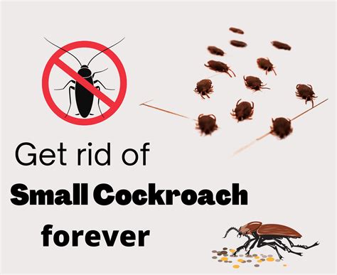 How To Get Rid Of Small Roaches Naturally