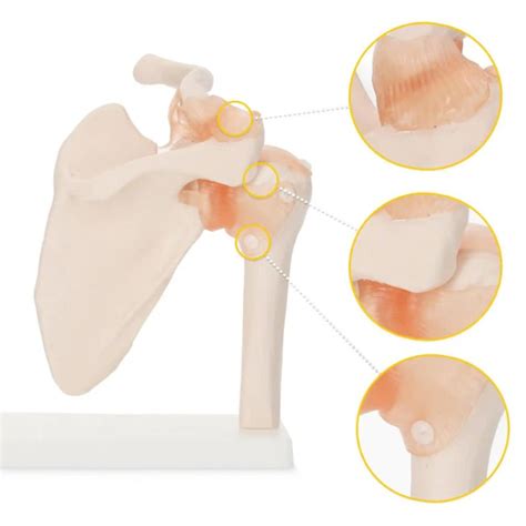 Fizjo Model Anatomiczny Stawu Barkowego Z Wi Zad Ami D Skala