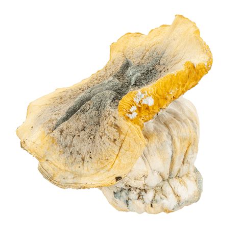 Bud Naked Mad Hatter Mushrooms Buy Mad Hatter Mushrooms