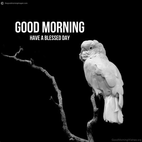 20 Beautiful Good Morning With Parrot Good Morning Wishes