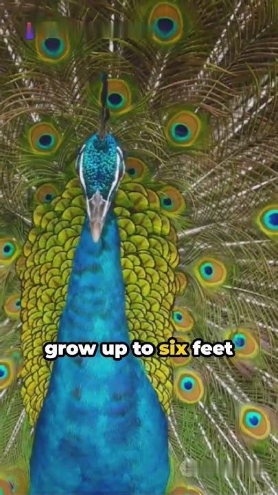 5 Intresting Facts About Peacock🦚 Shorts Viral Peacock Birds