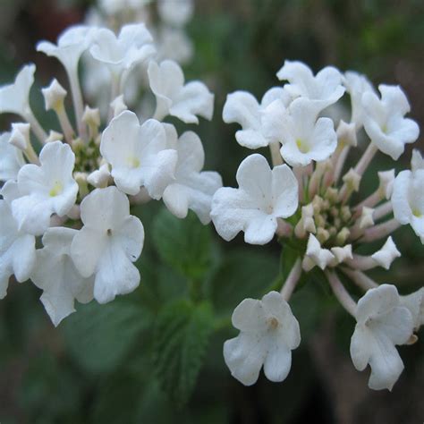 Lantana White - Flowering Shrubs | Best Price in 2024 at Plantparadise