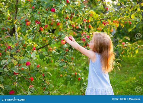 Harvesting Little Girl Picks Apples From Branches In An Apple Orchard