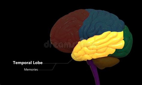 Central Organ Of Human Nervous System Brain Lobes Temporal Lobe Anatomy