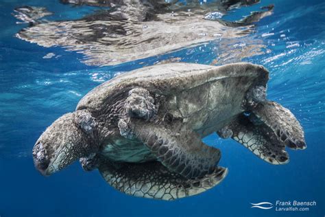 Dead Green Sea Turtle Frank Baensch