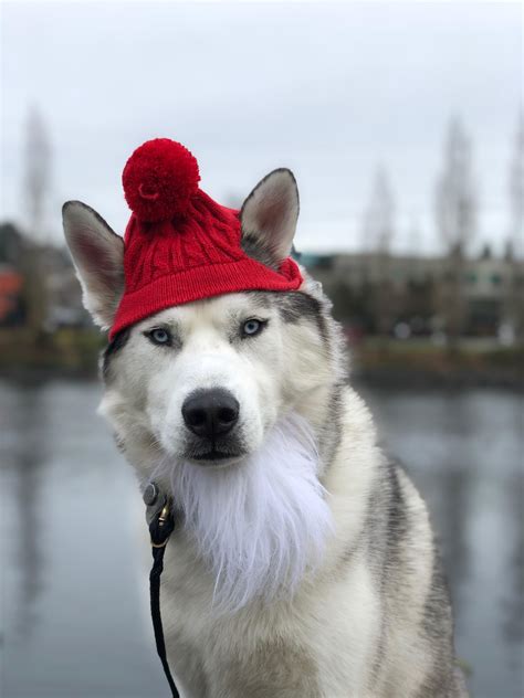A very husky Christmas : r/husky