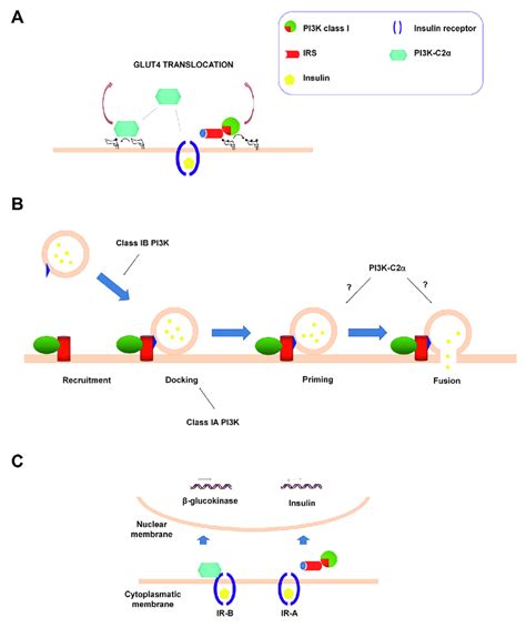 Co Operative Roles Of Class I Pi3ks And Pi3k C2α A Class I Pi3ks And