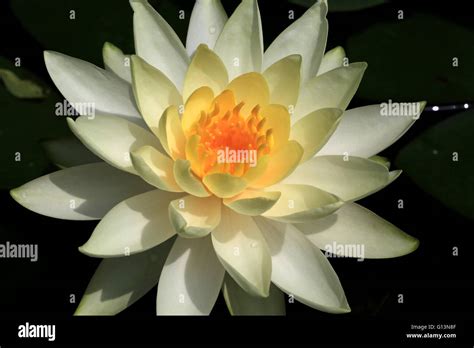 Yellow water lily flower Stock Photo - Alamy