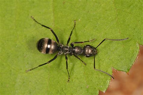 Ant Formica Fusca Complex Robert W Duncan Wildlife Man Flickr