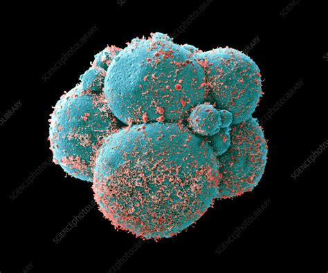 Sem Of Human Embryo At Cell Stage Stock Image P Science