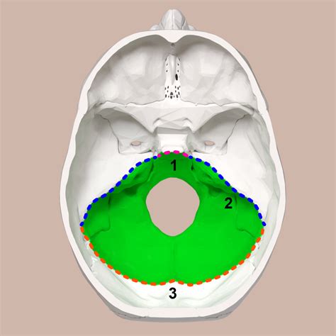 File:Posterior cranial fossa boundaries.svg - Wikimedia Commons