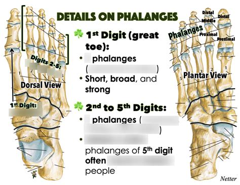 Details on Phalanges Diagram | Quizlet