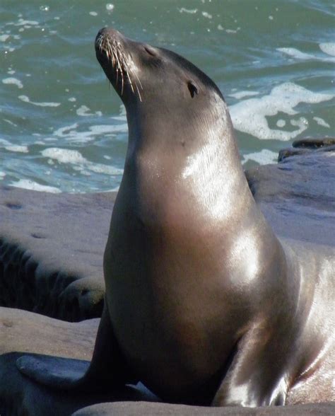 Sexy Sea Lion California Sea Lion Female Zalophus Califo Flickr