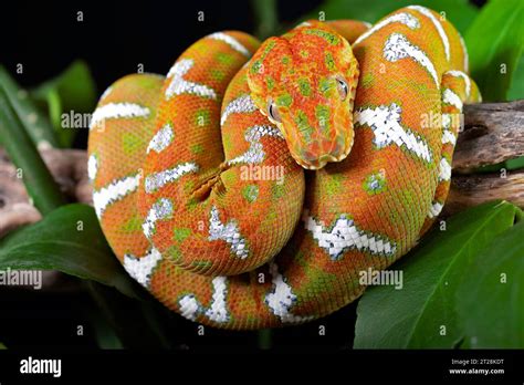 Orange tree snake hi-res stock photography and images - Alamy