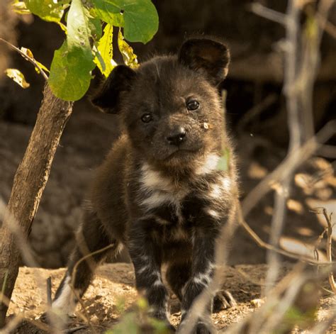 This is what a baby African wild dog looks like : r/aww