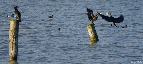 Pilets Et Souchets En Vol Cormoran En Rififi Sarcelles Flickr